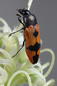 Castiarina keyzeri, PL2813B, male, MU, 9.9 × 3.4 mm